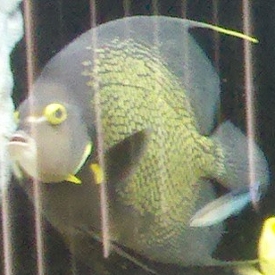 French Angelfish