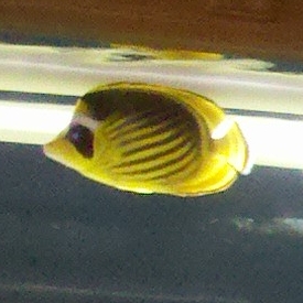 Raccoon Butterflyfish