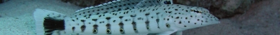 Saltwater Fish
