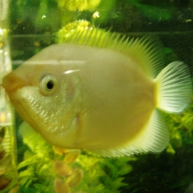 Kissing Gourami