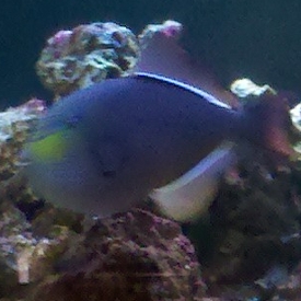 Triggerfish